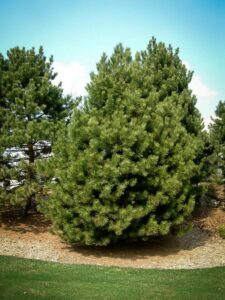 Сосна Чёрная (Pinus Nigra) купить по цене от 270.00р. в интернет-магазине «Посадика» с доставкой почтой в в Новомичуринске и по всей России – [изображение №1].