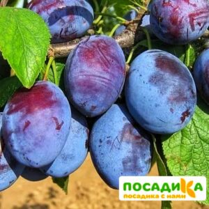 Слива Чачакская ранняя купить по цене от 229.00р. в интернет-магазине «Посадика» с доставкой почтой в в Новомичуринске и по всей России – [изображение №1].