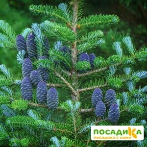 Пихта корейская (Abies koreana) купить по цене от 450.00р. в интернет-магазине «Посадика» с доставкой почтой в в Новомичуринске и по всей России – [изображение №1].