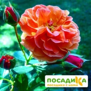 Роза Арабия купить по цене от 350.00р. в интернет-магазине «Посадика» с доставкой почтой в в Новомичуринске и по всей России – [изображение №1].