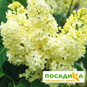 Сирень Примроуз (Primrose) купить по цене от 529.00р. в интернет-магазине «Посадика» с доставкой почтой в в Новомичуринске и по всей России – [изображение №1].