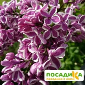 Сирень Сенсация купить по цене от 529.00р. в интернет-магазине «Посадика» с доставкой почтой в в Новомичуринске и по всей России – [изображение №1].