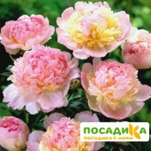 Пион Распберри Сандей (Paeonia Raspberry Sundae) купить по цене от 959р. в интернет-магазине «Посадика» с доставкой почтой в в Новомичуринске и по всей России – [изображение №1].