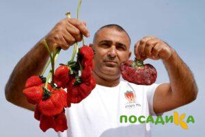 Клубника Гигант Джорнея купить по цене от 266р. в интернет-магазине «Посадика» с доставкой почтой в в Новомичуринске и по всей России – [изображение №1].