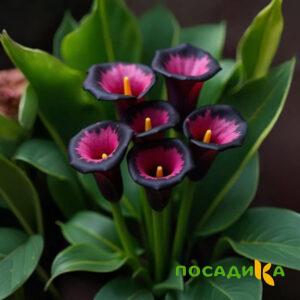 Калла Аура Лейс купить по цене от 400р. в интернет-магазине «Посадика» с доставкой почтой в в Новомичуринске и по всей России – [изображение №1].