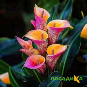 Калла Оникс купить по цене от 450р. в интернет-магазине «Посадика» с доставкой почтой в в Новомичуринске и по всей России – [изображение №1].