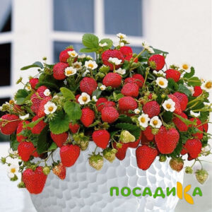 Клубника Рубиновый Шепот (горшечная) купить по цене от 240р. в интернет-магазине «Посадика» с доставкой почтой в в Новомичуринске и по всей России – [изображение №1].