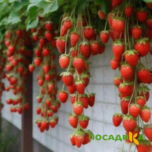 Клубника вьющаяся Комплимент купить по цене от 470р. в интернет-магазине «Посадика» с доставкой почтой в в Новомичуринске и по всей России – [изображение №1].