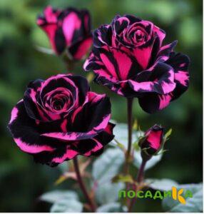 Роза Багровый Шепот купить по цене от 366р. в интернет-магазине «Посадика» с доставкой почтой в в Новомичуринске и по всей России – [изображение №1].