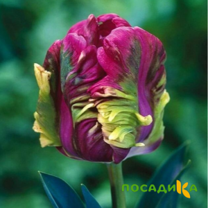 Тюльпан Экзотик Хэвен купить по цене от 186р. в интернет-магазине «Посадика» с доставкой почтой в в Новомичуринске и по всей России – [изображение №1].