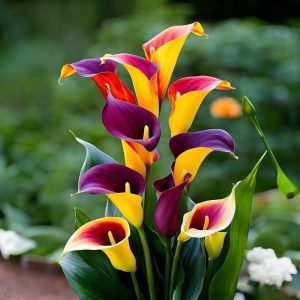 Калла Кристалл купить по цене от 450р. в интернет-магазине «Посадика» с доставкой почтой в в Новомичуринске и по всей России – [изображение №1].