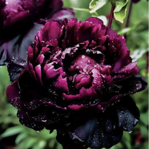 Пион Темный Сад купить по цене от 421р. в интернет-магазине «Посадика» с доставкой почтой в в Новомичуринске и по всей России – [изображение №1].