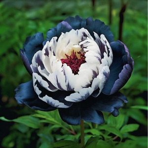 Пион Древовидный Инь-Янь купить по цене от 419р. в интернет-магазине «Посадика» с доставкой почтой в в Новомичуринске и по всей России – [изображение №1].