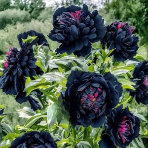 Пион древовидный Сердце Афродиты купить по цене от 600р. в интернет-магазине «Посадика» с доставкой почтой в в Новомичуринске и по всей России – [изображение №1].