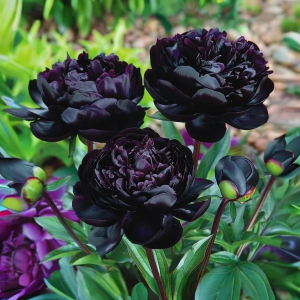 Пион Королевский Бархат купить по цене от 419р. в интернет-магазине «Посадика» с доставкой почтой в в Новомичуринске и по всей России – [изображение №1].