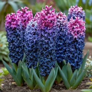 Гиацинт Блю Спринг купить по цене от 2099р. в интернет-магазине «Посадика» с доставкой почтой в в Новомичуринске и по всей России – [изображение №1].