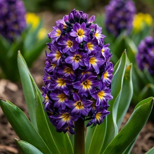 Гиацинт Вельвет Колор купить по цене от 2099р. в интернет-магазине «Посадика» с доставкой почтой в в Новомичуринске и по всей России – [изображение №1].