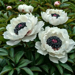 Пион Инк Эн купить по цене от 429р. в интернет-магазине «Посадика» с доставкой почтой в в Новомичуринске и по всей России – [изображение №1].