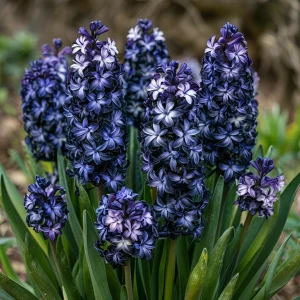 Гиацинт Блум Клауд купить по цене от 2099р. в интернет-магазине «Посадика» с доставкой почтой в в Новомичуринске и по всей России – [изображение №1].