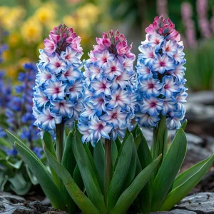 Гиацинт Пинк Мари купить по цене от 2099р. в интернет-магазине «Посадика» с доставкой почтой в в Новомичуринске и по всей России – [изображение №1].