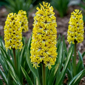 Гиацинт Сансет Голд купить по цене от 2099р. в интернет-магазине «Посадика» с доставкой почтой в в Новомичуринске и по всей России – [изображение №1].