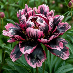 Пион Дроп Руби купить по цене от 469р. в интернет-магазине «Посадика» с доставкой почтой в в Новомичуринске и по всей России – [изображение №1].