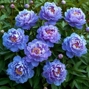 Пион Голубой лотос купить по цене от 590р. в интернет-магазине «Посадика» с доставкой почтой в в Новомичуринске и по всей России – [изображение №1].