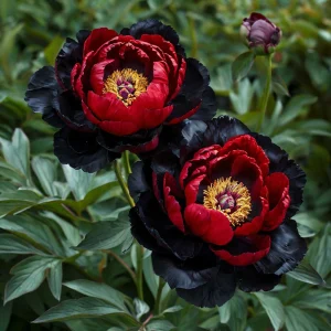 Пион Эбеновый Рубин купить по цене от 419р. в интернет-магазине «Посадика» с доставкой почтой в в Новомичуринске и по всей России – [изображение №1].