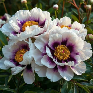 Пион Эко Саммер купить по цене от 548р. в интернет-магазине «Посадика» с доставкой почтой в в Новомичуринске и по всей России – [изображение №1].