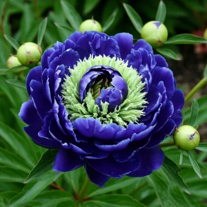 Пион Дримвивер купить по цене от 417р. в интернет-магазине «Посадика» с доставкой почтой в в Новомичуринске и по всей России – [изображение №1].