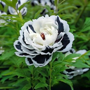 Пион Монохромный Шик купить по цене от 429р. в интернет-магазине «Посадика» с доставкой почтой в в Новомичуринске и по всей России – [изображение №1].