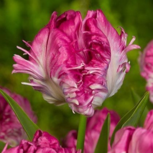 Тюльпан махровый Кул Кристал купить по цене от 400р. в интернет-магазине «Посадика» с доставкой почтой в в Новомичуринске и по всей России – [изображение №1].