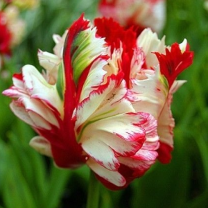 Тюльпан Эстелла Рижнвельд купить по цене от 500р. в интернет-магазине «Посадика» с доставкой почтой в в Новомичуринске и по всей России – [изображение №1].