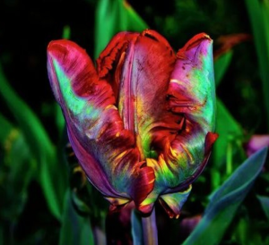 Тюльпан Эирпрайз купить по цене от 270р. в интернет-магазине «Посадика» с доставкой почтой в в Новомичуринске и по всей России – [изображение №1].